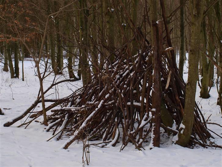 Første fotoshoot med mit nye kamera: Olympus E-420 spejlrefleks billede 12