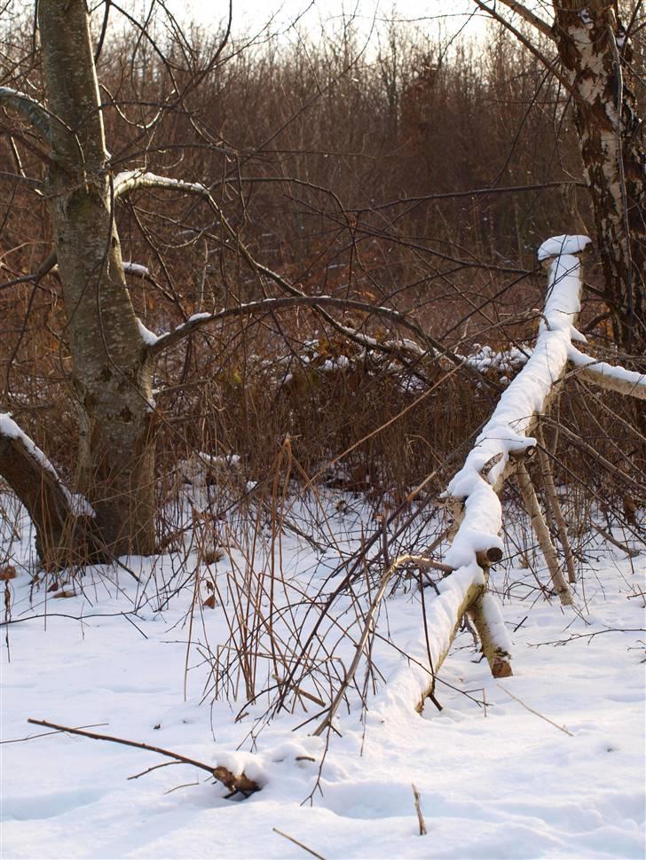 Første fotoshoot med mit nye kamera: Olympus E-420 spejlrefleks billede 13