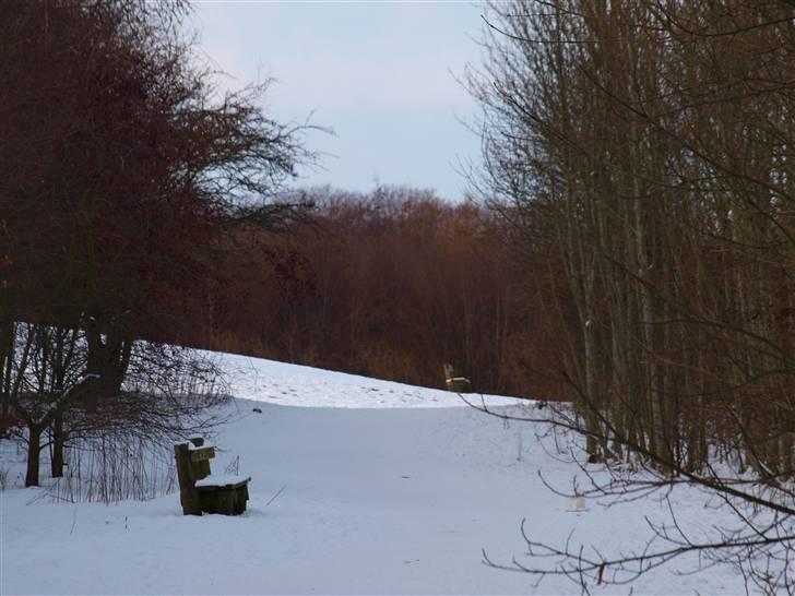 Første fotoshoot med mit nye kamera: Olympus E-420 spejlrefleks billede 14