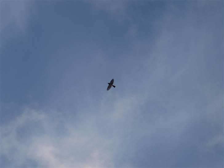 Første fotoshoot med mit nye kamera: Olympus E-420 spejlrefleks billede 15