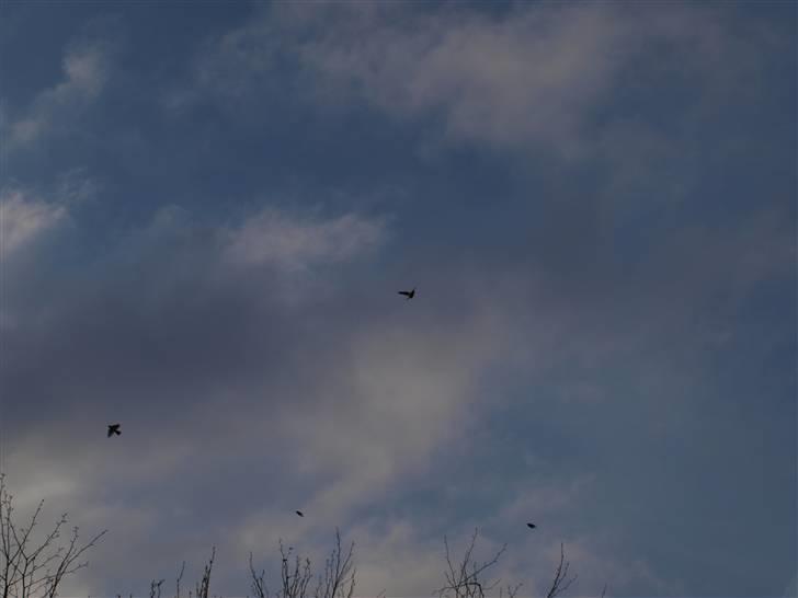 Første fotoshoot med mit nye kamera: Olympus E-420 spejlrefleks billede 16