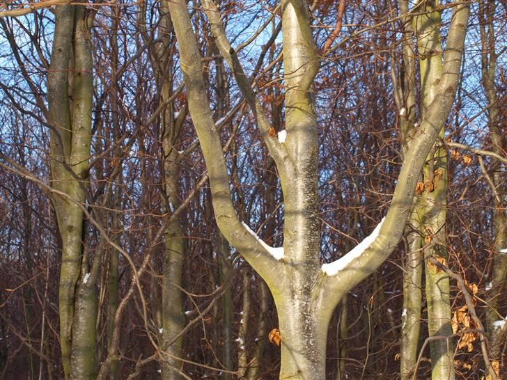 Første fotoshoot med mit nye kamera: Olympus E-420 spejlrefleks billede 17