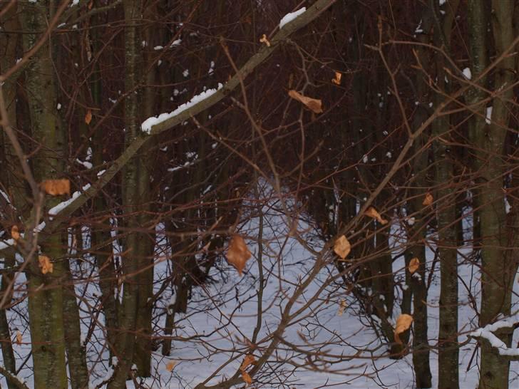 Første fotoshoot med mit nye kamera: Olympus E-420 spejlrefleks billede 18