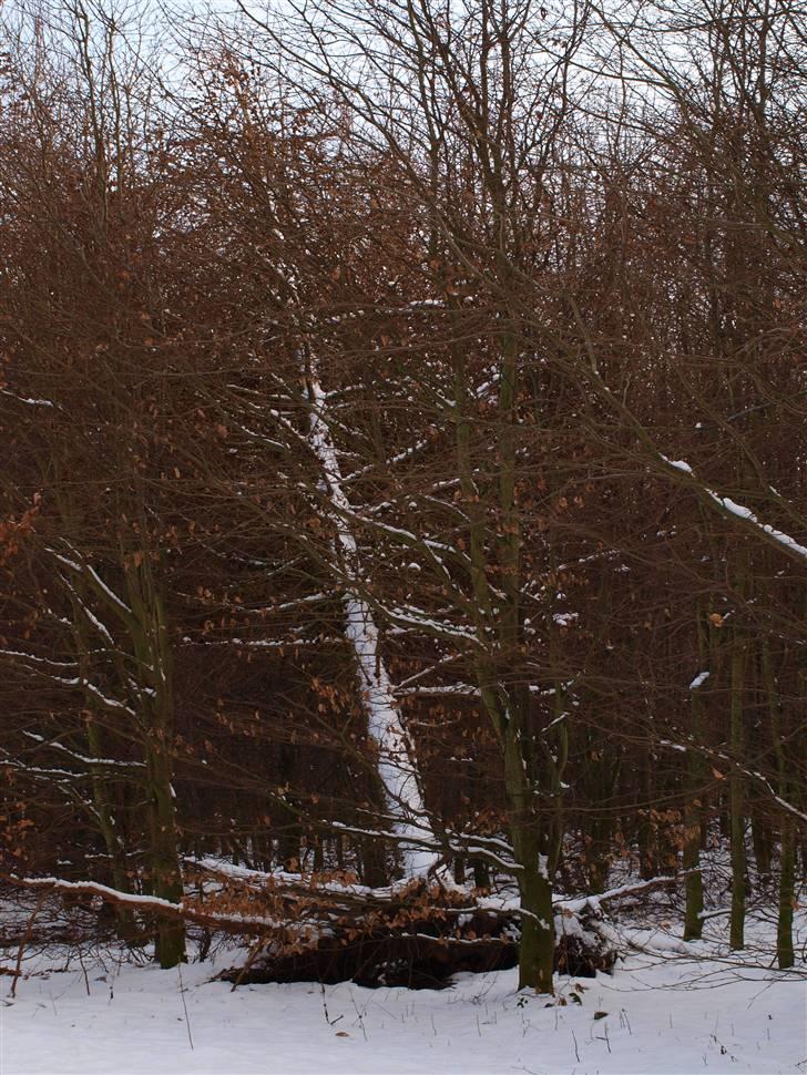 Første fotoshoot med mit nye kamera: Olympus E-420 spejlrefleks billede 19