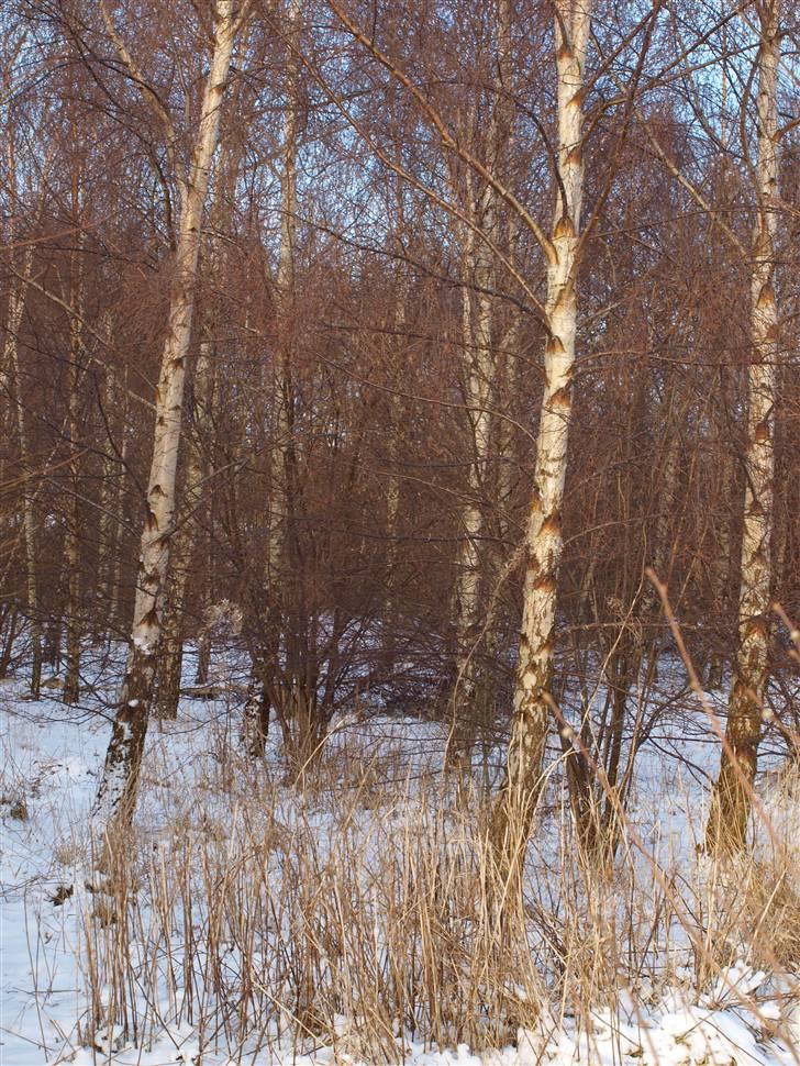 Første fotoshoot med mit nye kamera: Olympus E-420 spejlrefleks billede 22