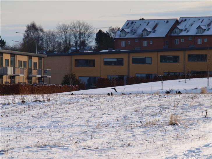 Første fotoshoot med mit nye kamera: Olympus E-420 spejlrefleks billede 26