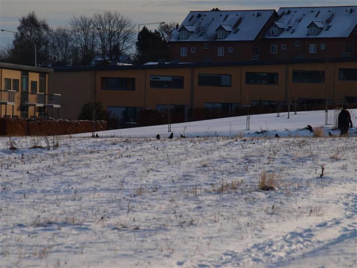 Første fotoshoot med mit nye kamera: Olympus E-420 spejlrefleks billede 27