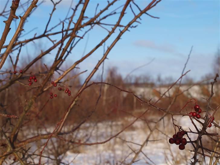 Første fotoshoot med mit nye kamera: Olympus E-420 spejlrefleks billede 28