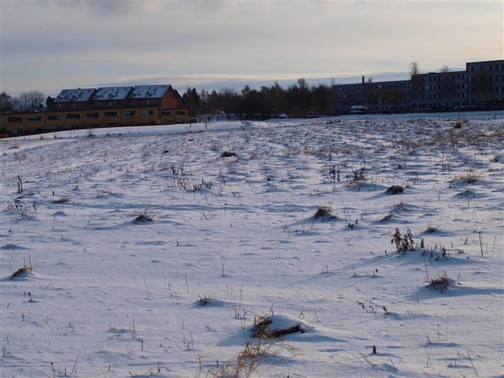 Første fotoshoot med mit nye kamera: Olympus E-420 spejlrefleks billede 29