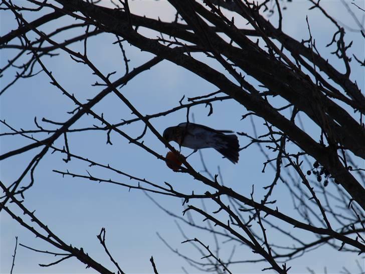 Første fotoshoot med mit nye kamera: Olympus E-420 spejlrefleks billede 30