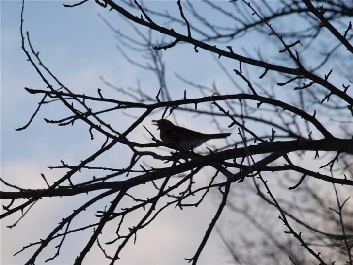 Første fotoshoot med mit nye kamera: Olympus E-420 spejlrefleks billede 31