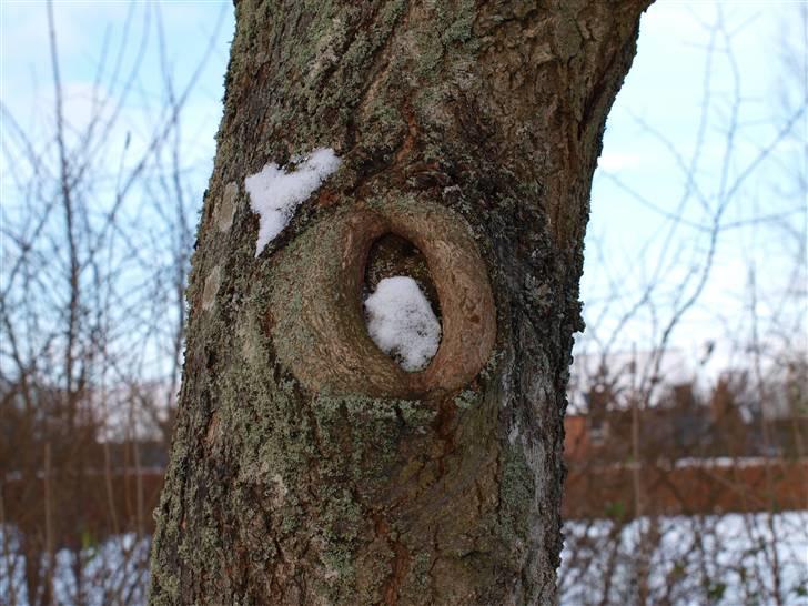 Første fotoshoot med mit nye kamera: Olympus E-420 spejlrefleks billede 32