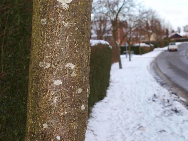 Første fotoshoot med mit nye kamera: Olympus E-420 spejlrefleks billede 33