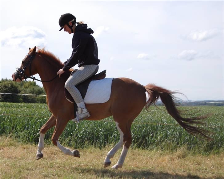 Phønix AM - Galop for første gang med rytter billede 13