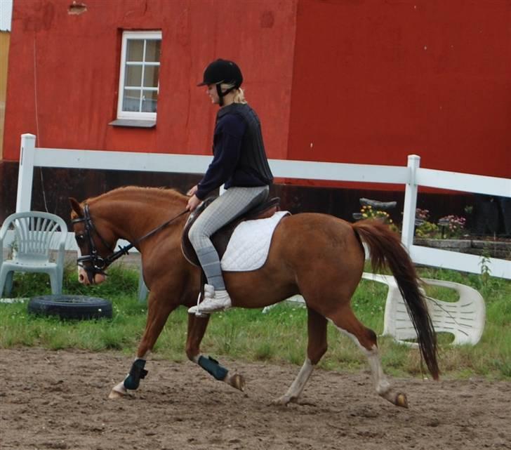 Phønix AM - På spring banene på Shieksgården billede 32