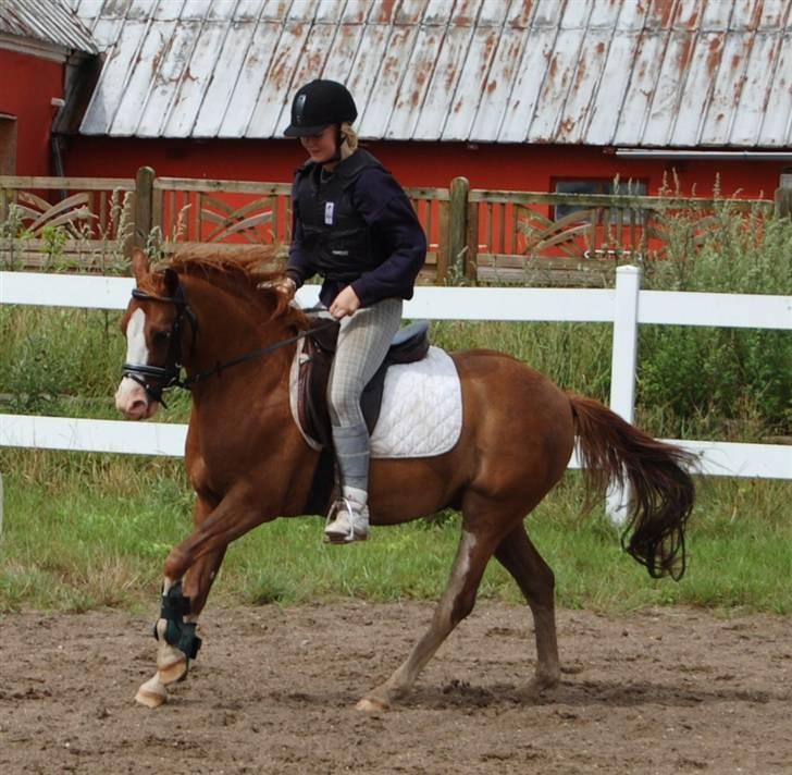 Phønix AM - Galop, med Ally billede 39