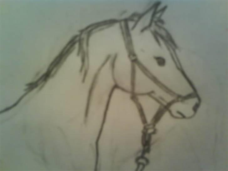 © Mine tegninger :) - Første forsøg på at tegne Fanfare, Marias hest. Tjah, det gik galt, men jeg lod hovedet være og tegnede så en anden hals og krop. :) billede 49