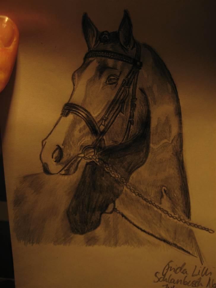 Tegninger  xD - Hest fra et blad. Tegnet vinter 2009. (: Ved godt øjet sidder forkert ;P . Og billedet er lidt mørkt..men kan meget godt lide tegninigen ellers ;P billede 29