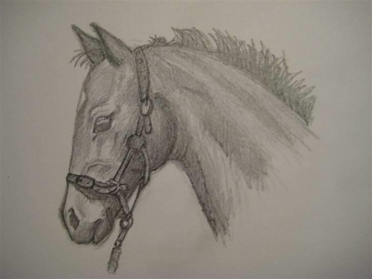 Tegninger  xD - Føl fra blad. Tegnet vinter '08 . Er ret stolt af denne, da det også er ret lang tid siden jeg tegnede den ;P billede 30