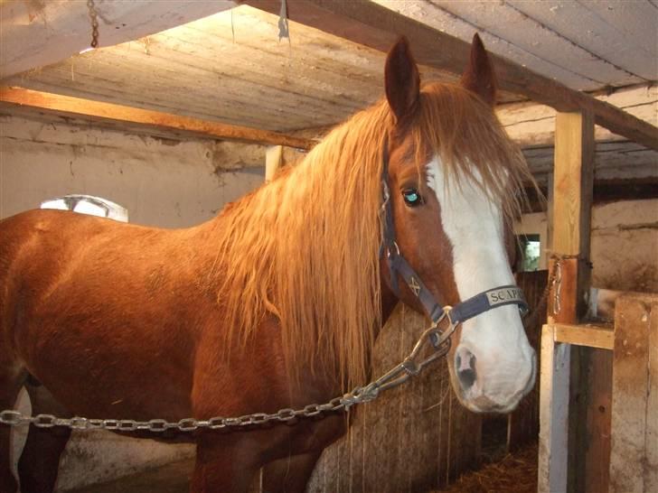 Guide - Fransk fletning - Hesten hentes og parkeres. Den skal selvfølgelig være striglet inden du fletter! billede 2