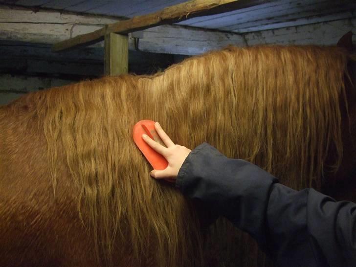 Guide - Fransk fletning - Manen redes igennem, en mankam ville være at foretrække, men en plastik strigle er også okay. billede 3