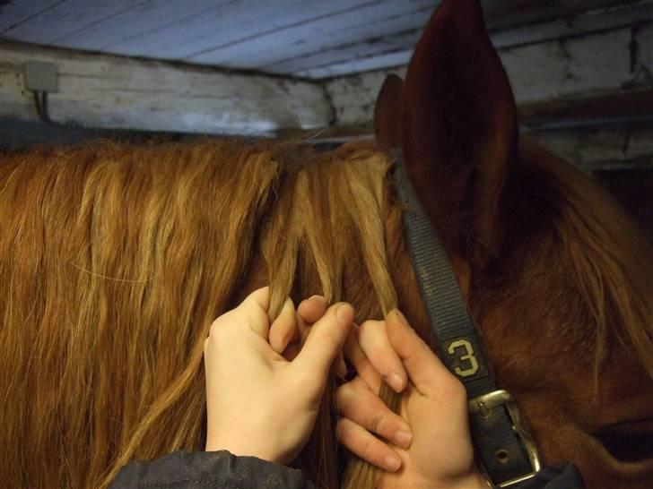 Guide - Fransk fletning - Tag 3 totter i nakken, som en almindelig fletning. billede 5