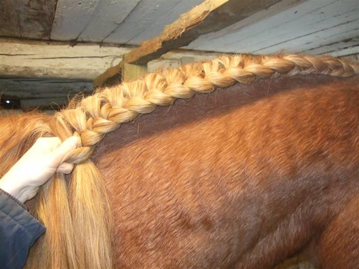 Guide - Fransk fletning - Bliv ved med at flette. Det skal holdes stramt hele vejen igennem. Det KAN være nemmere at stå på en skammel når du fletter en stor hest, da du så har nemmere ved at holde stramt når du ikke skal stramme med hænderne over hovedet. billede 10