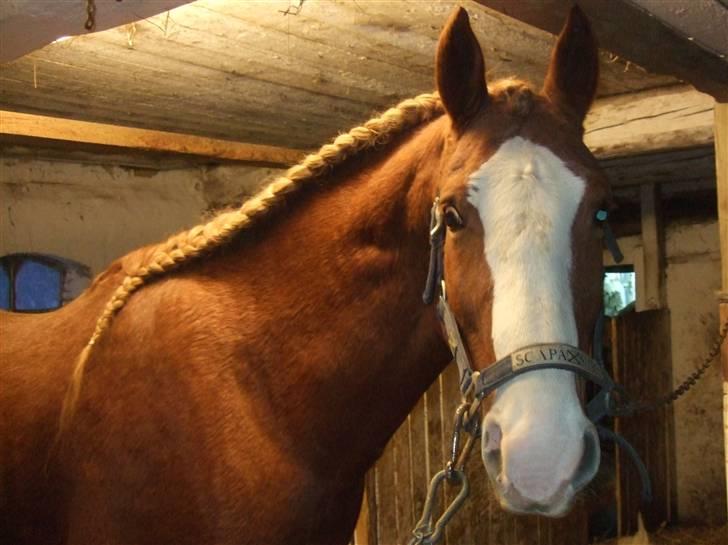 Guide - Fransk fletning - Cota Friis billede 17