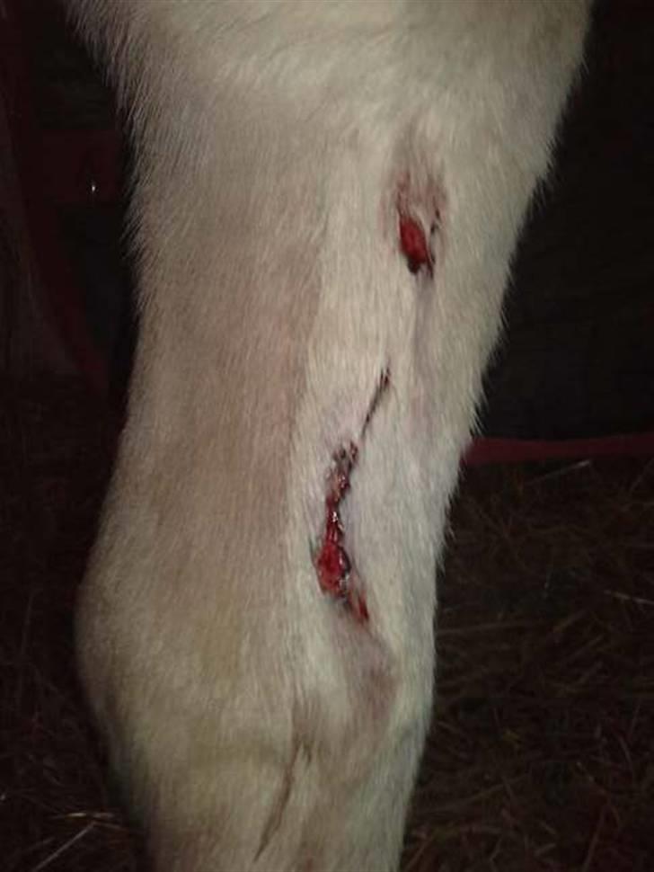 Kælke med minipony frederik, og famke. - Og Buller er kommet til skade, d. 12/1 2010.. øv øv, men han er pakket godt ind og under behandling.. billede 6