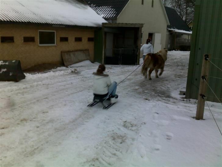 Kælke med minipony frederik, og famke. - Og fuld fart frem.. billede 10