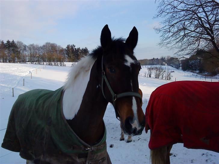 December 09 på Dansbjerg  - Pinto billede 3