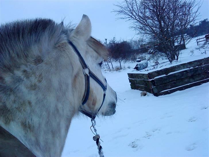 December 09 på Dansbjerg  - Bill billede 4