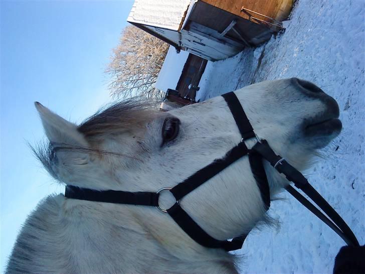 December 09 på Dansbjerg  - Bill billede 5