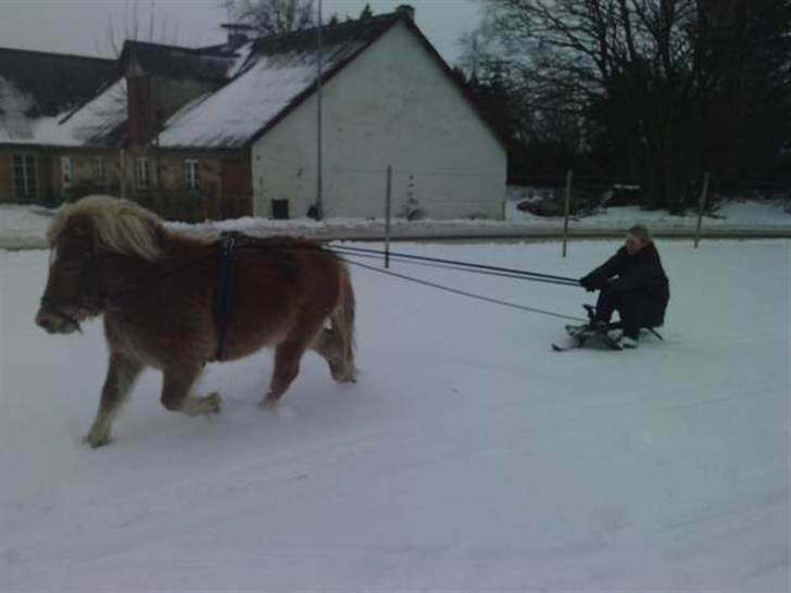 Kælke med minipony frederik, og famke. - Og frederik, kan styres alene nu :D billede 2