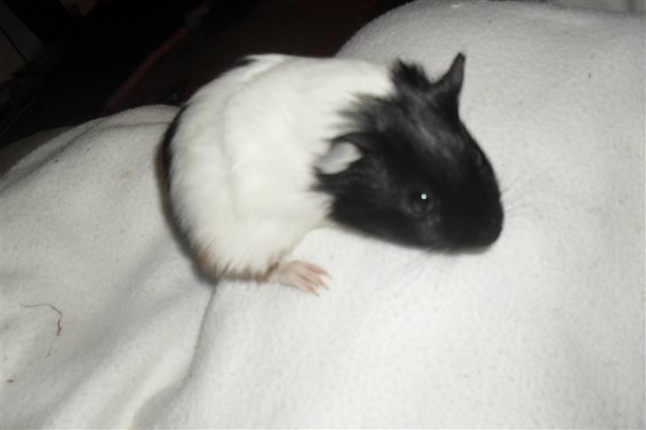 Jing og Jang (marsvin) - Jing billede 2