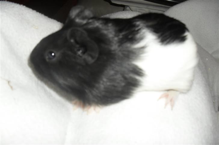 Jing og Jang (marsvin) - Jang billede 3