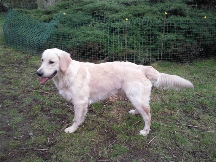 Vores hund Simba billede 1