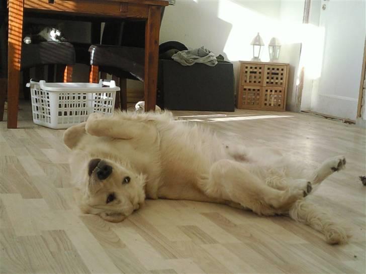 Vores hund Simba billede 2