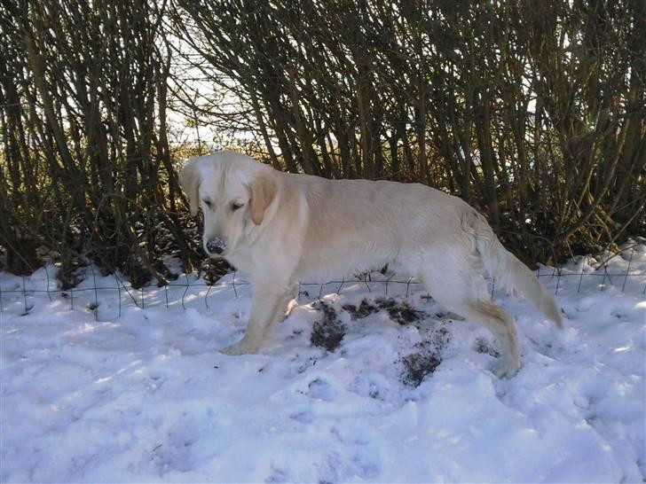 Vores hund Simba billede 3