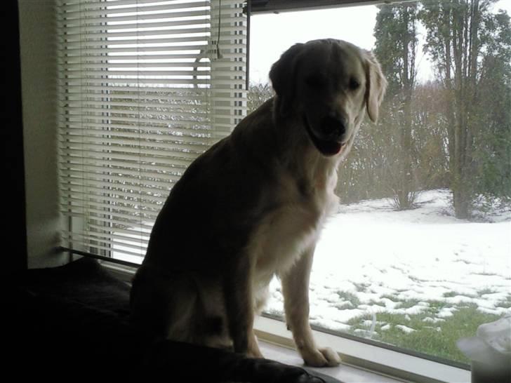 Vores hund Simba billede 4