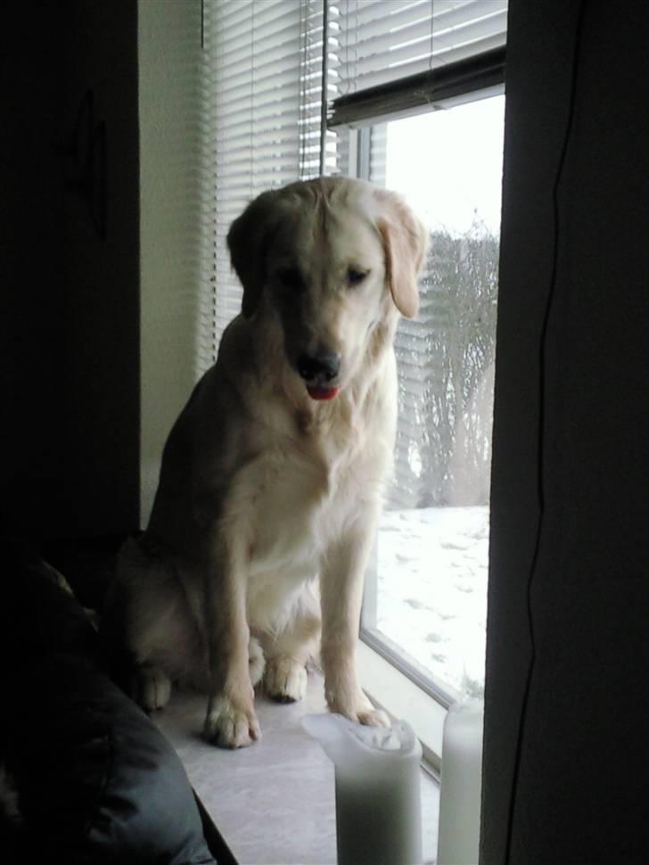 Vores hund Simba billede 5