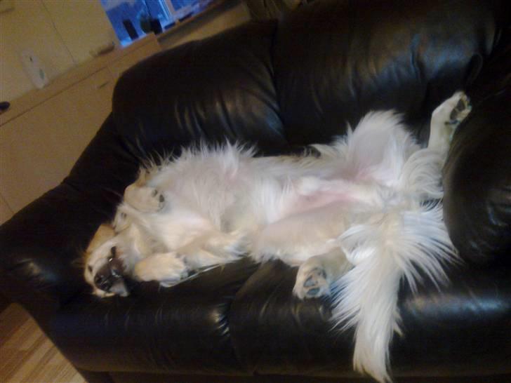 Vores hund Simba billede 6