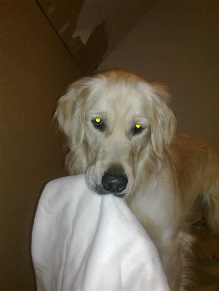 Vores hund Simba billede 7