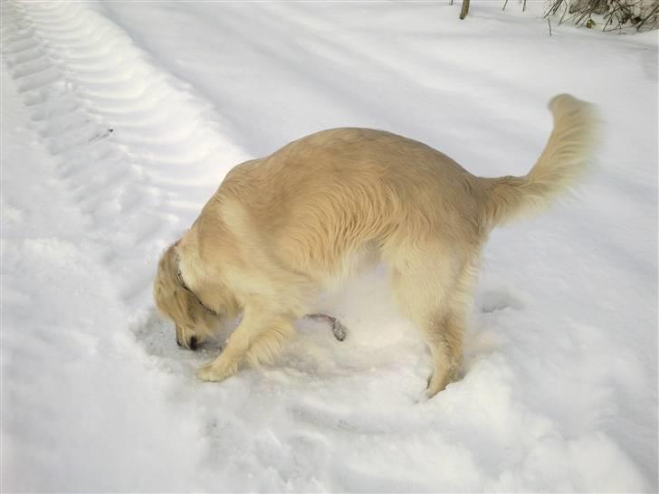 Vores hund Simba billede 8