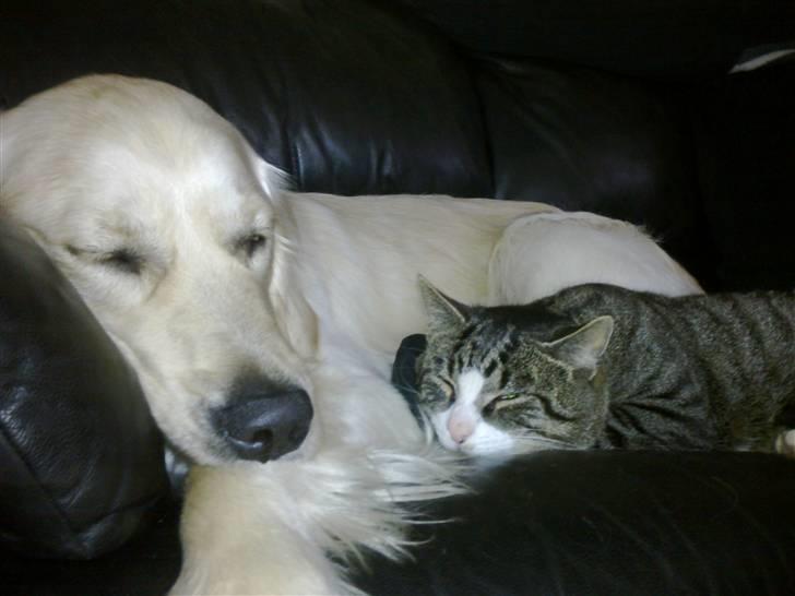 Vores hund Simba billede 9