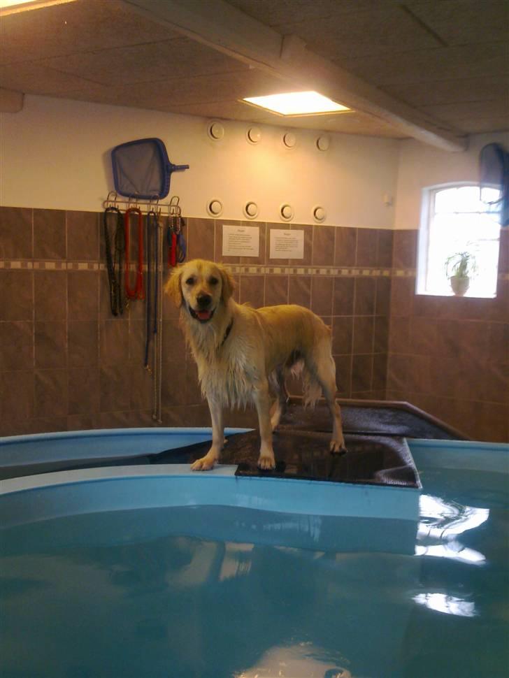 Vores hund Simba billede 10