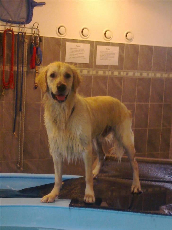 Vores hund Simba billede 11