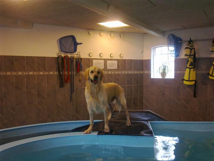 Vores hund Simba billede 12