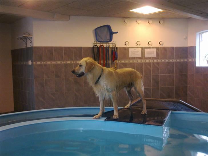 Vores hund Simba billede 13