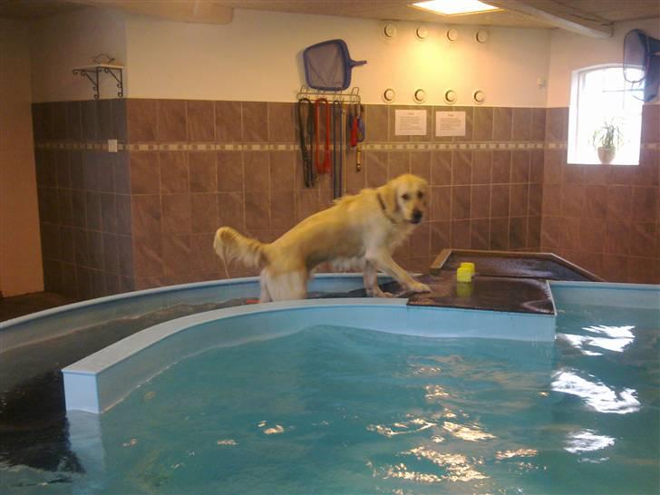 Vores hund Simba billede 14